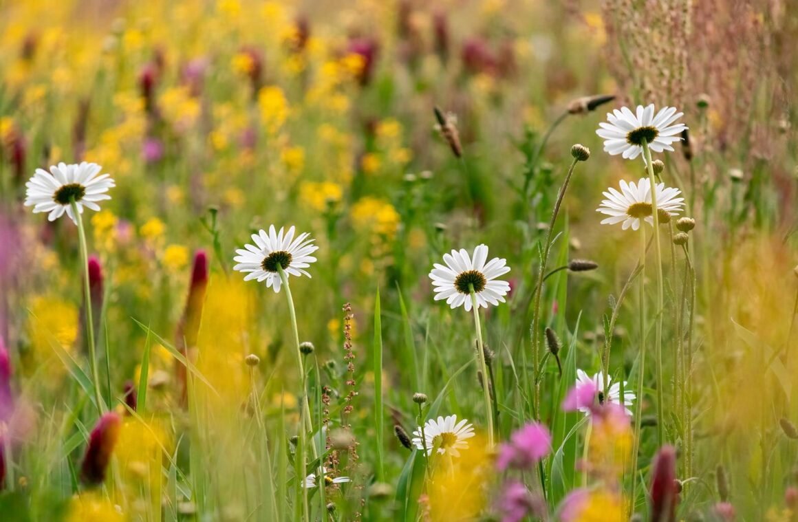 Blühflächen für die Artenvielfalt